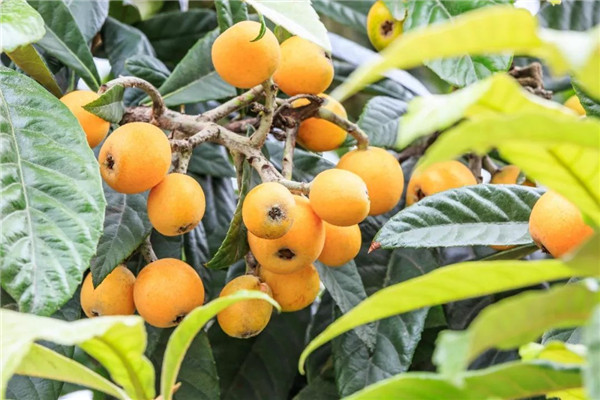 種植枇杷前用土壤速測儀進行土壤處理