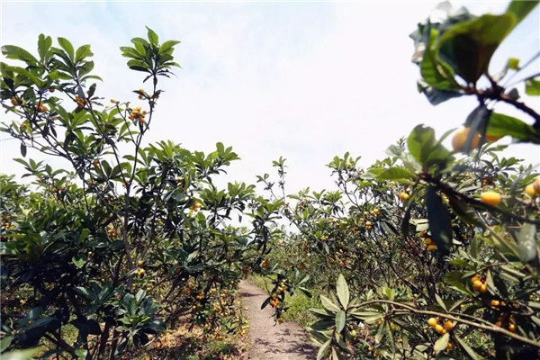 種植枇杷前用土壤速測儀進行土壤處理